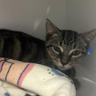 Kermit, Adoptable, Kitten Male Domestic Short Hair.