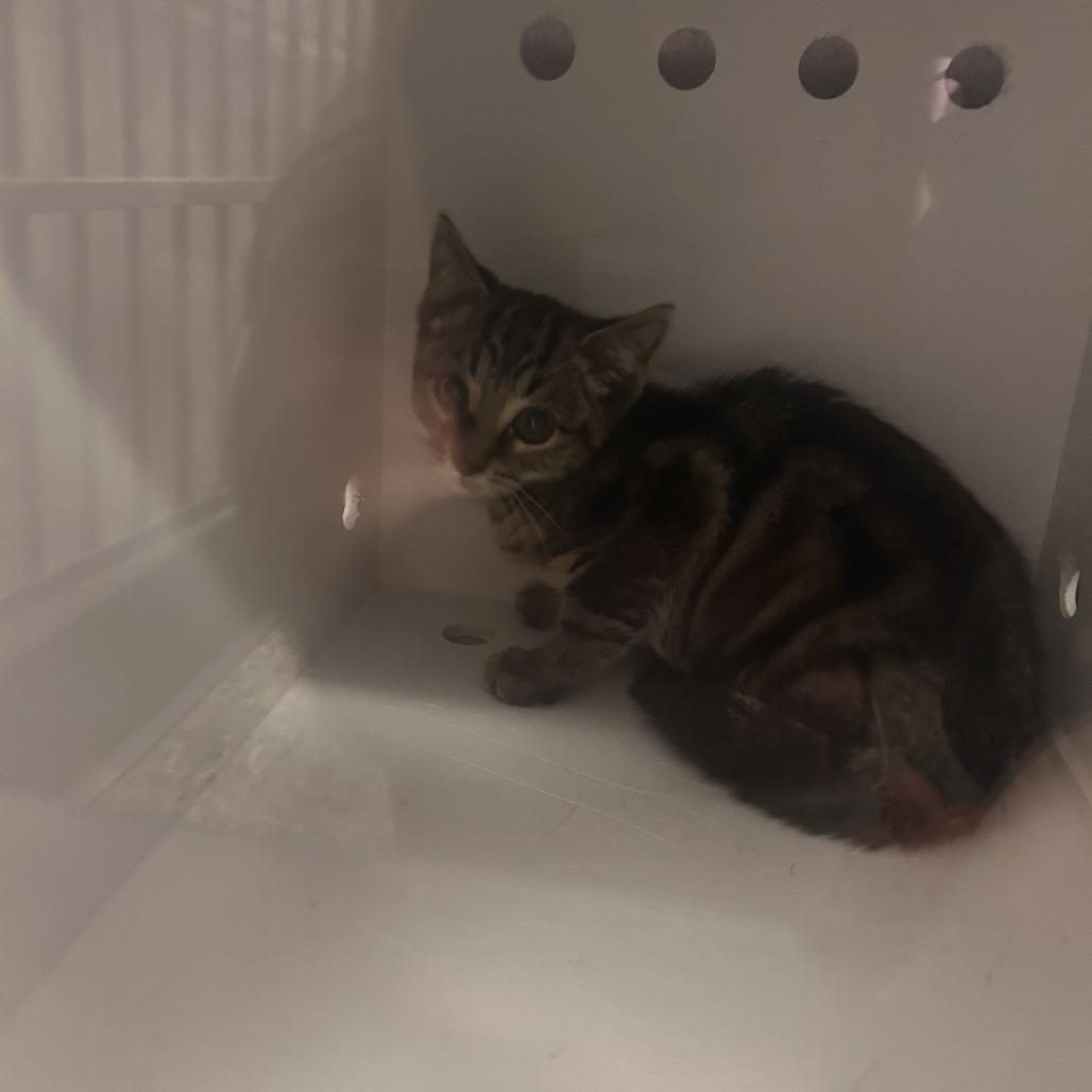 Enlarge Kermit, a Adoptable Domestic Short Hair in Cedar Rapids, IA image 2/2