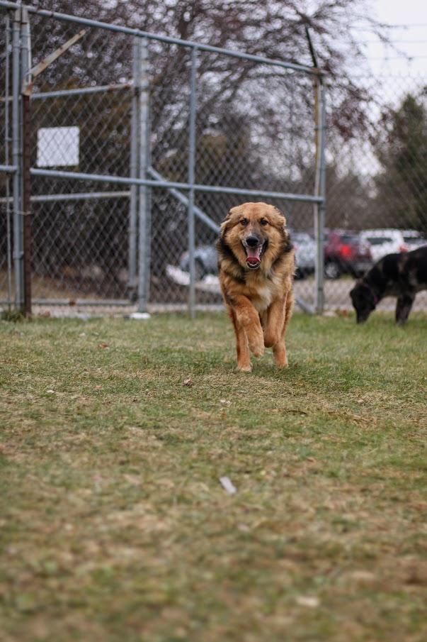 Enlarge Wendall, a other mixed breed in Battle Creek, MI image 6/6