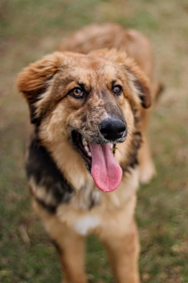 Enlarge Wendall, a other mixed breed in Battle Creek, MI image 3/6