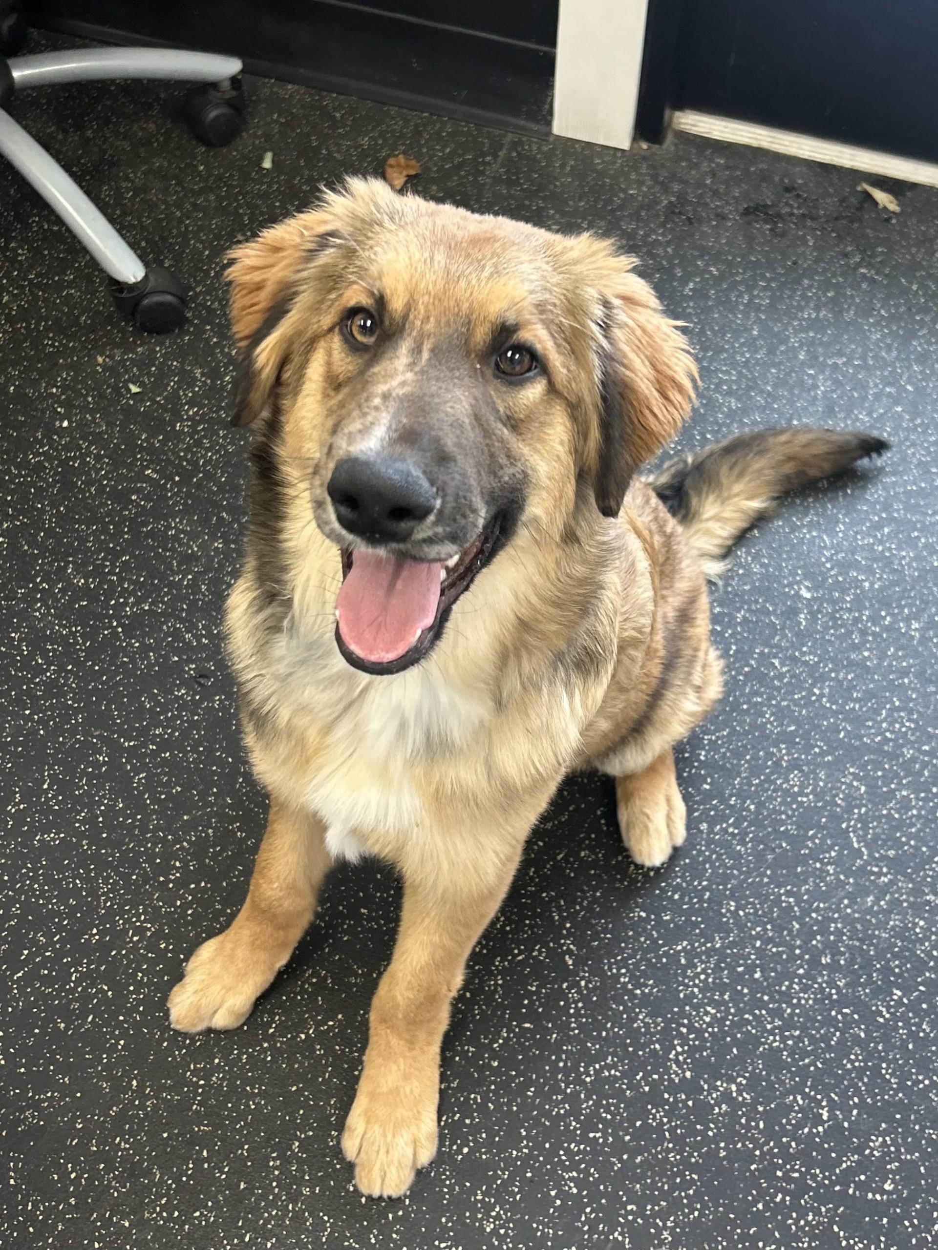 Enlarge Wendall, a other mixed breed in Battle Creek, MI image 5/6