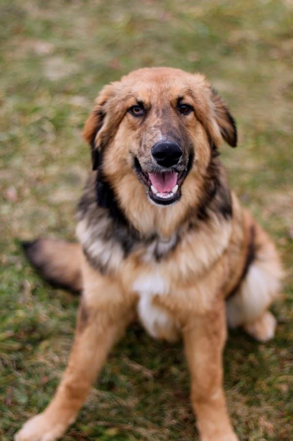 Enlarge Wendall, a other mixed breed in Battle Creek, MI image 2/6