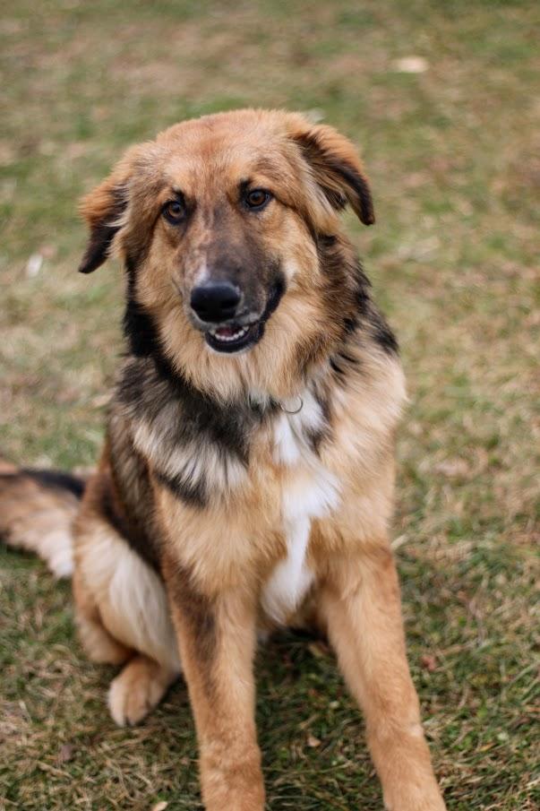 Enlarge Wendall, a other mixed breed in Battle Creek, MI image 1/6