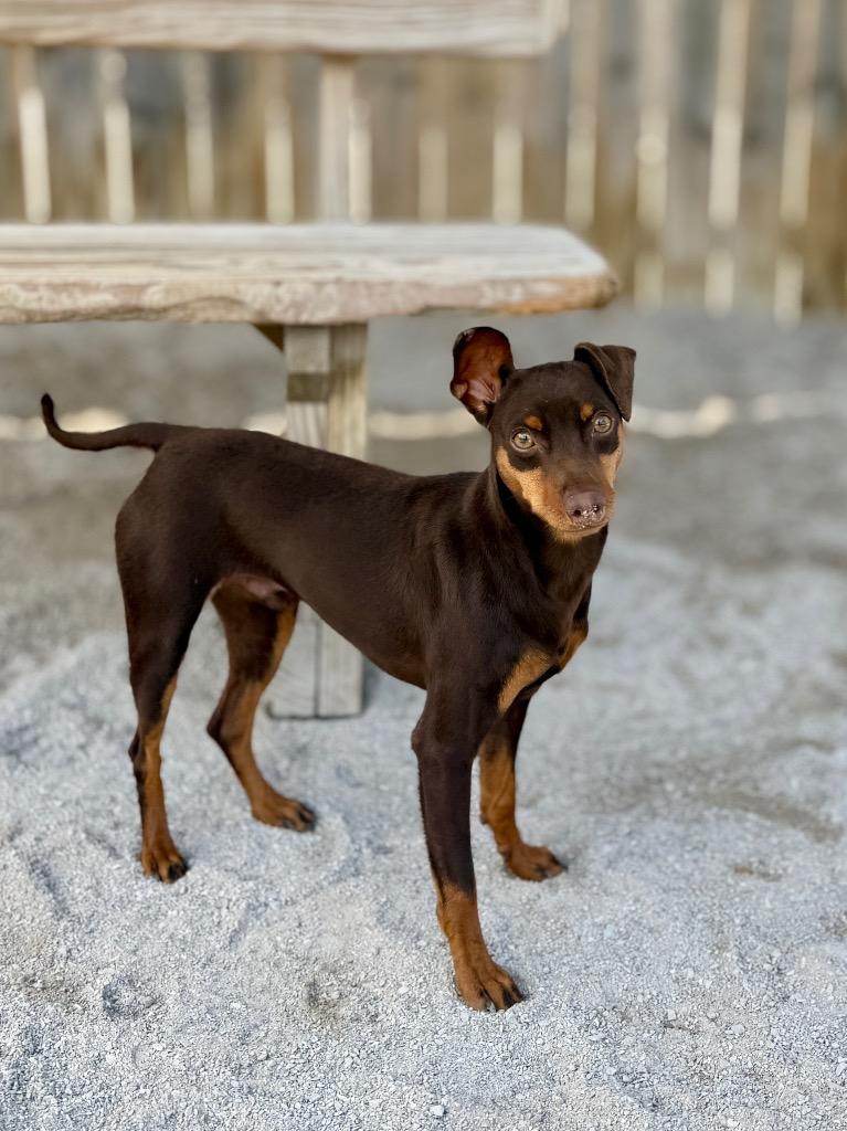 Enlarge Peter Paul, a Adoptable Miniature Pinscher in Muskegon, MI image 1/3