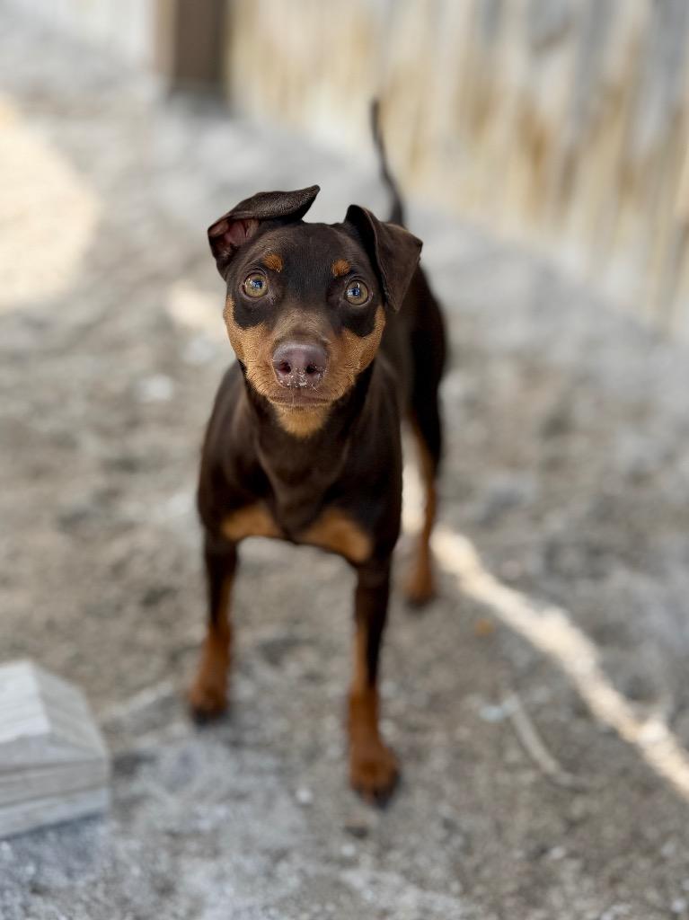 Enlarge Peter Paul, a Adoptable Miniature Pinscher in Muskegon, MI image 2/3