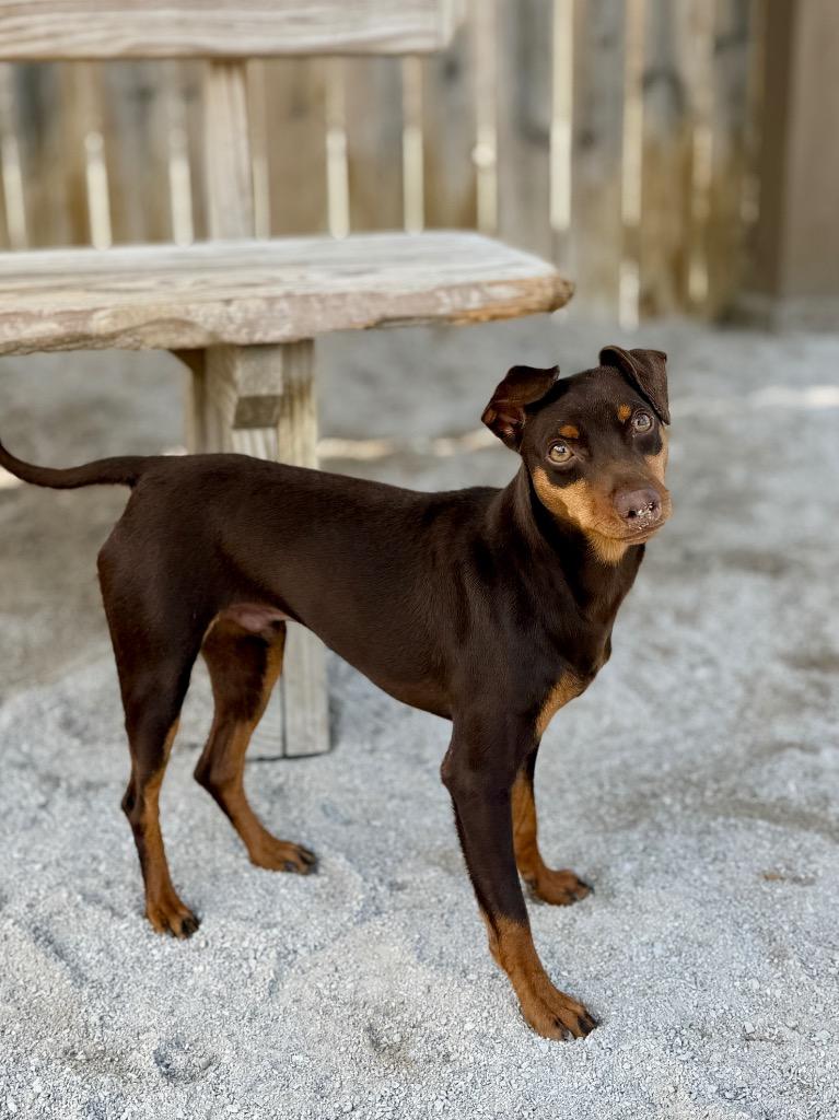 Enlarge Peter Paul, a Adoptable Miniature Pinscher in Muskegon, MI image 3/3