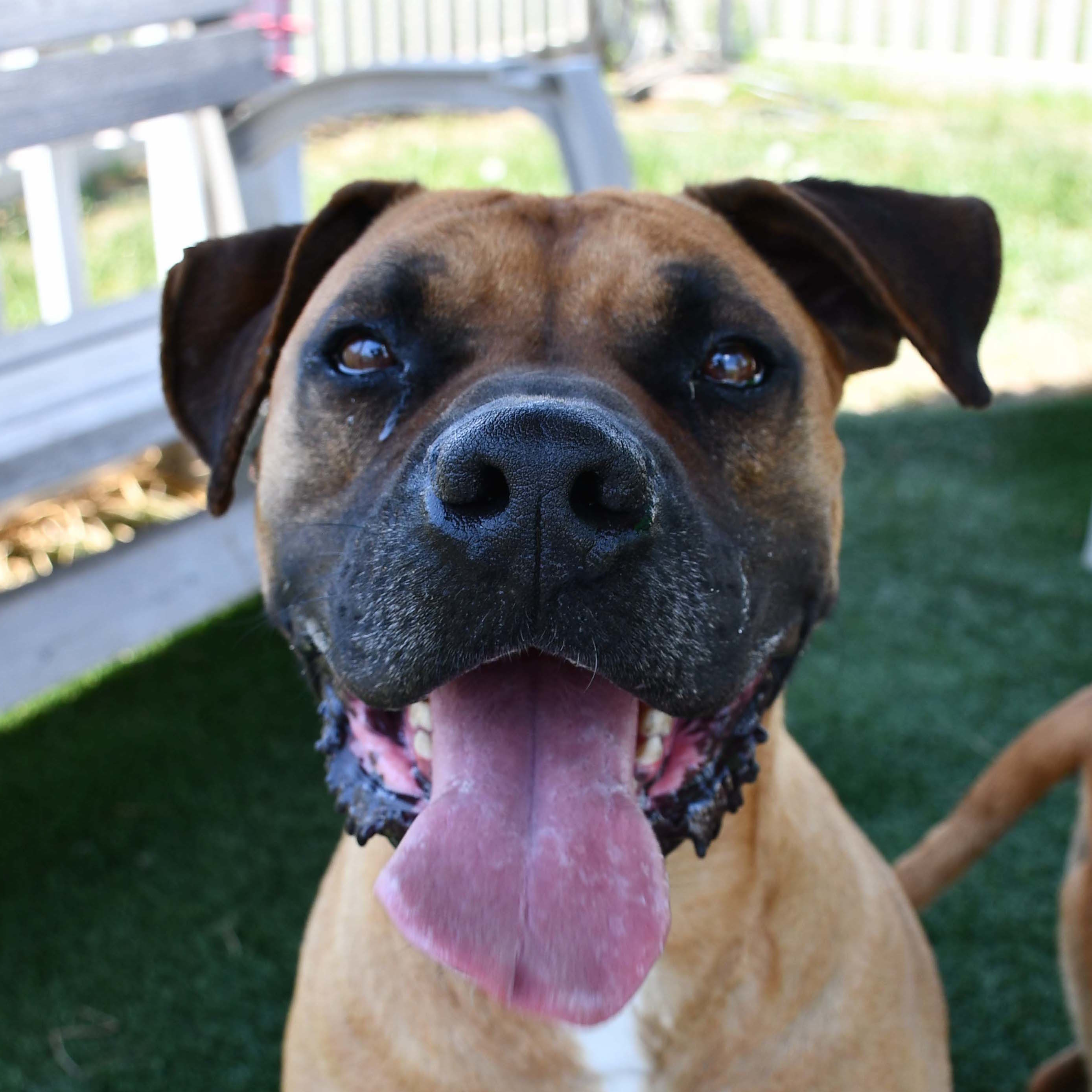 Cadence, an adoptable Boxer in Auburn, NE, 68305 | Photo Image 1