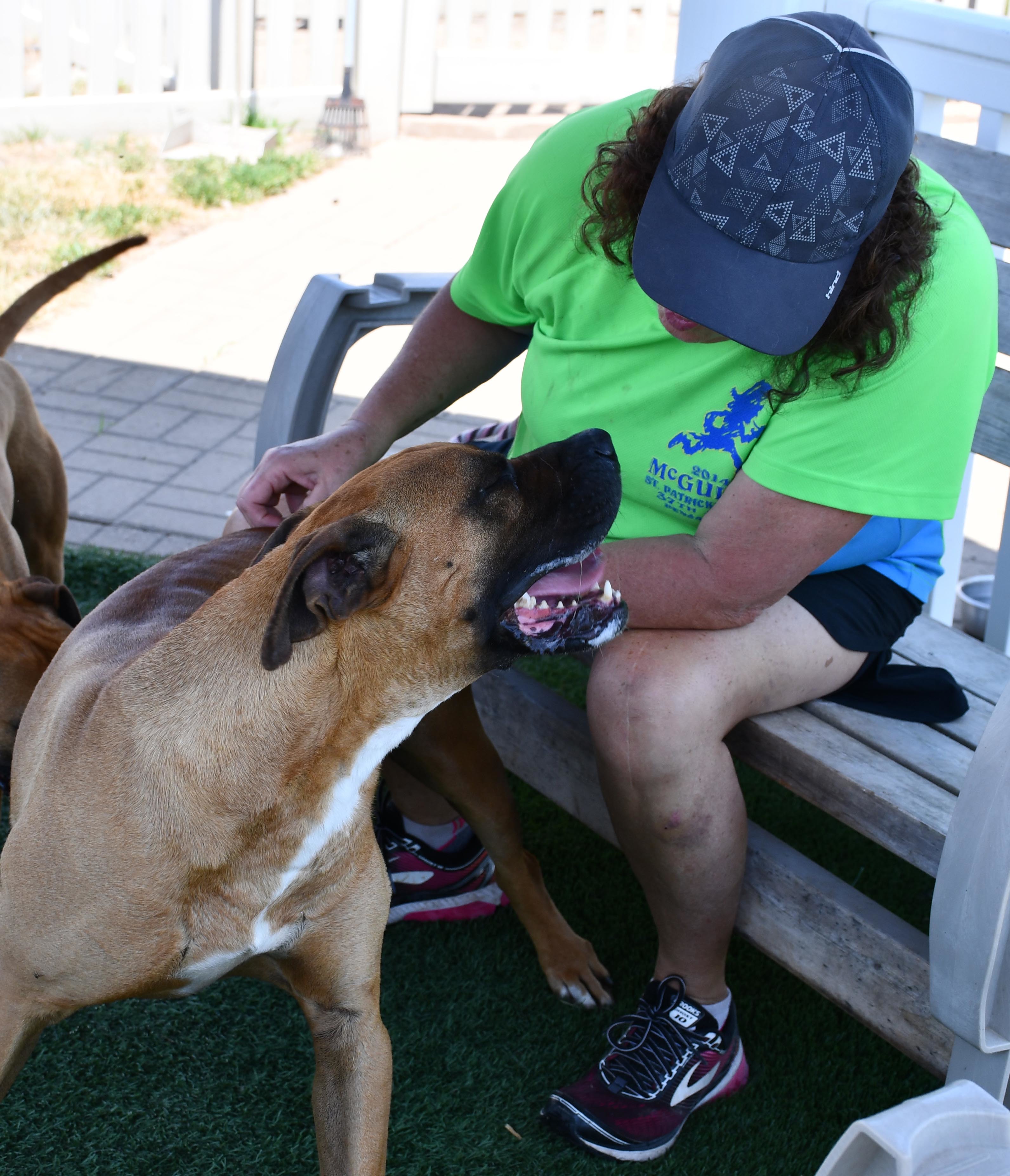 Enlarge Cadence, a Adoptable Boxer in Auburn, NE image 2/6