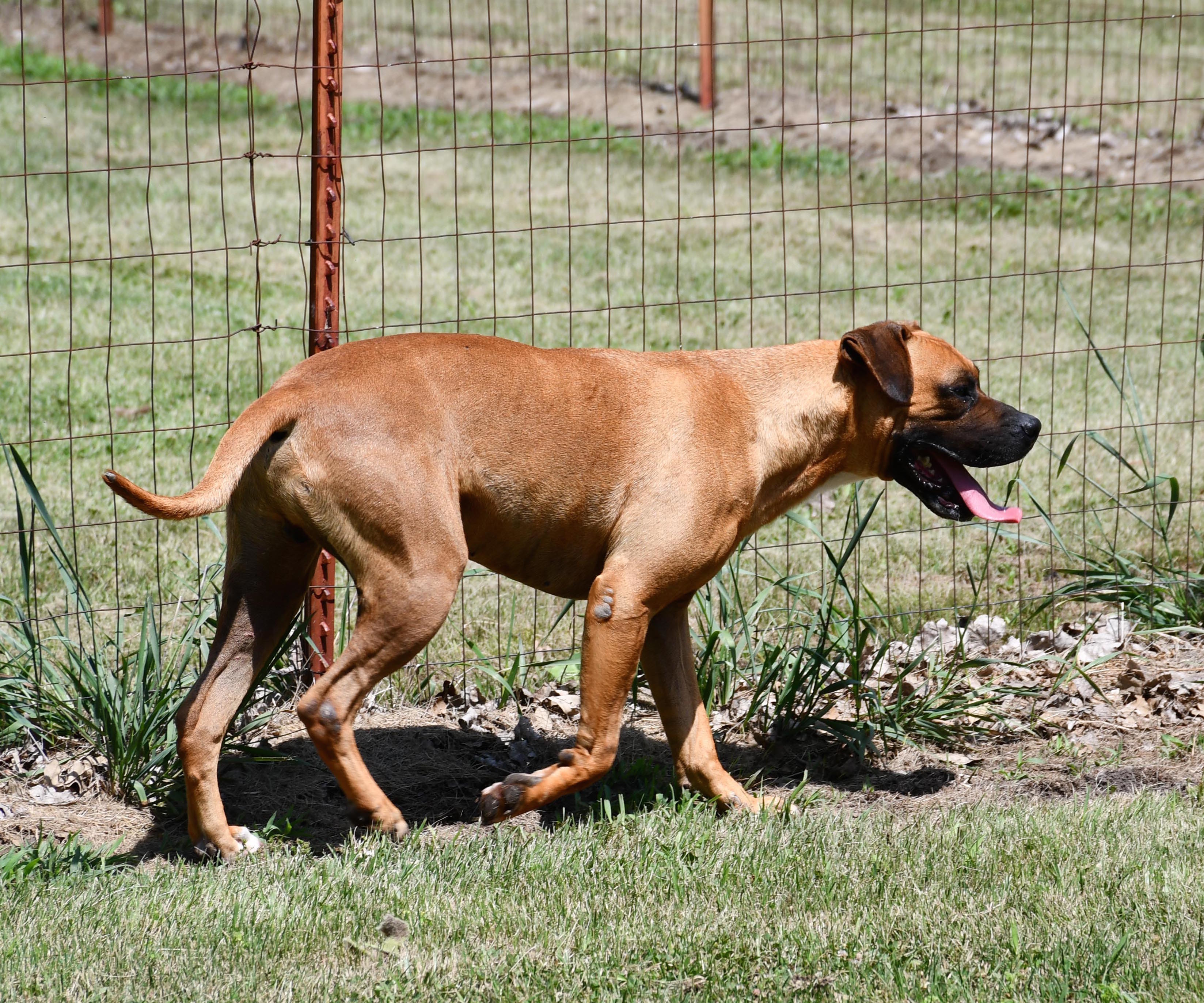 Enlarge Cadence, a Adoptable Boxer in Auburn, NE image 3/6
