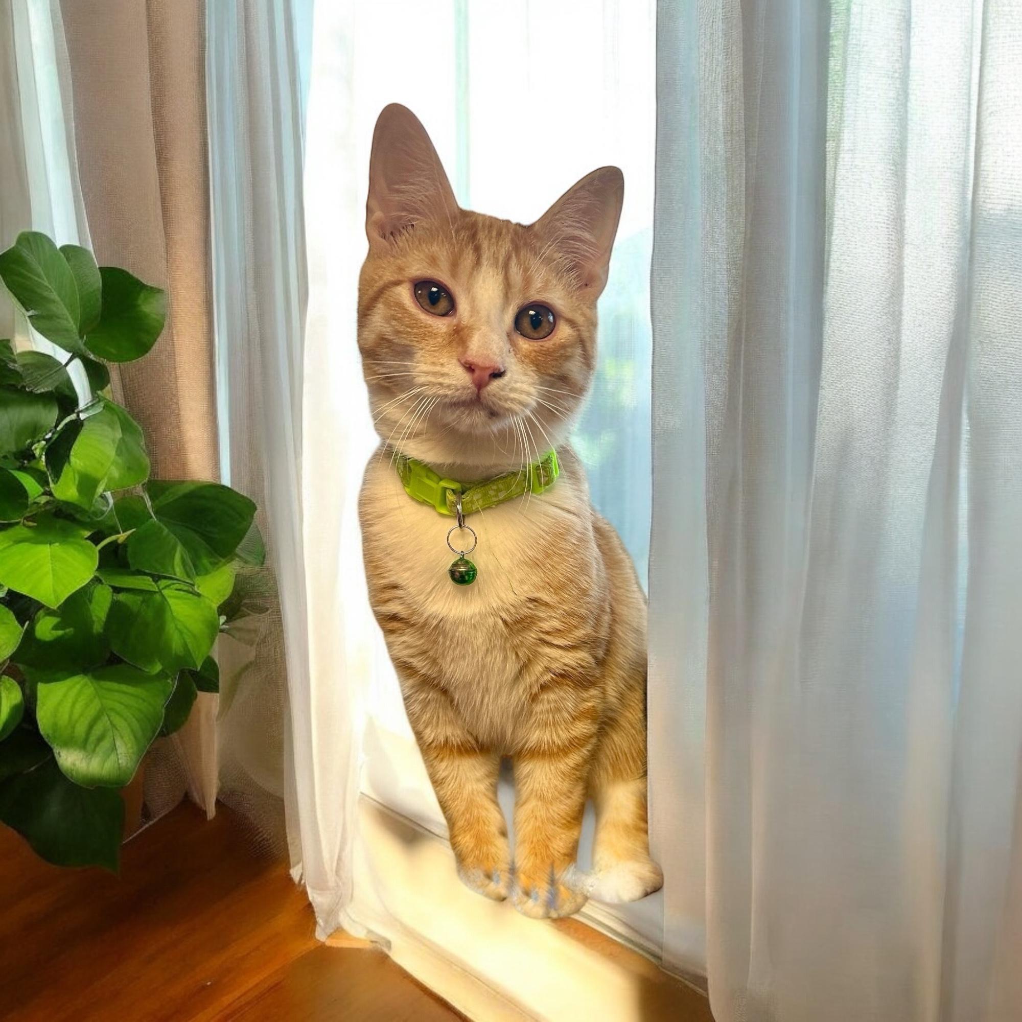 Houdini