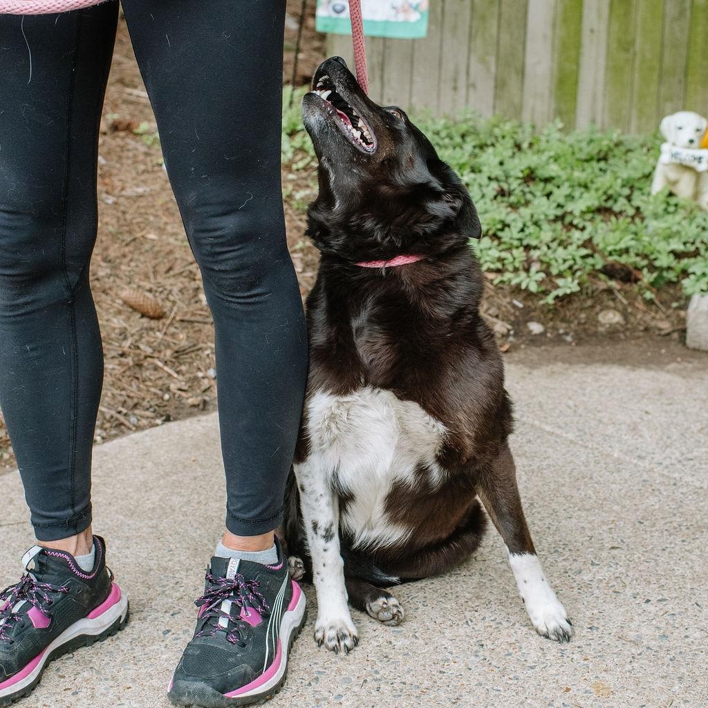 Enlarge Tilly, a Adoptable mixed breed in Chester Springs, PA image 3/6