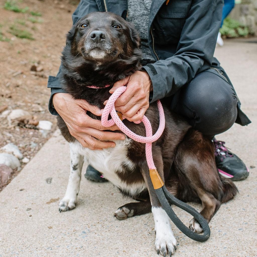 Enlarge Tilly, a Adoptable mixed breed in Chester Springs, PA image 1/6