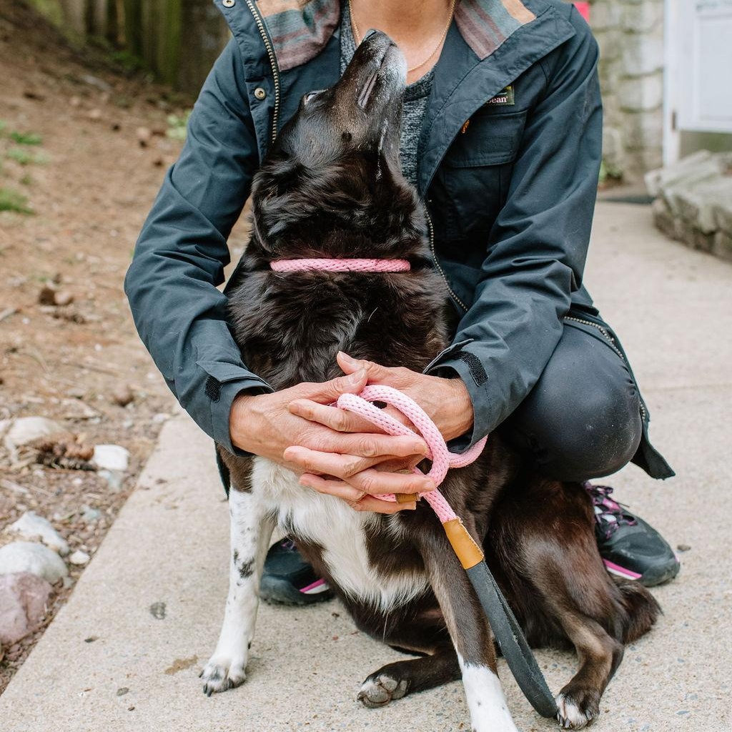 Enlarge Tilly, a Adoptable mixed breed in Chester Springs, PA image 4/6