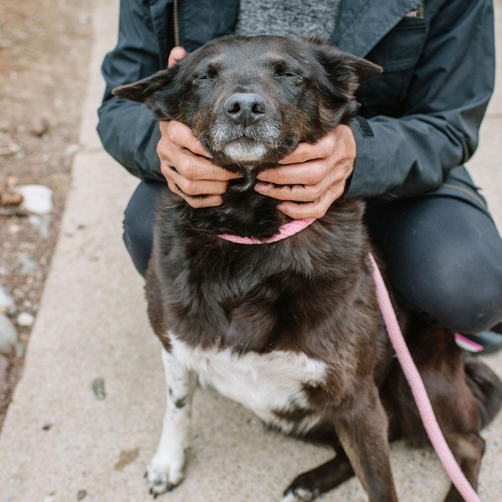 Enlarge Tilly, a Adoptable mixed breed in Chester Springs, PA image 5/6