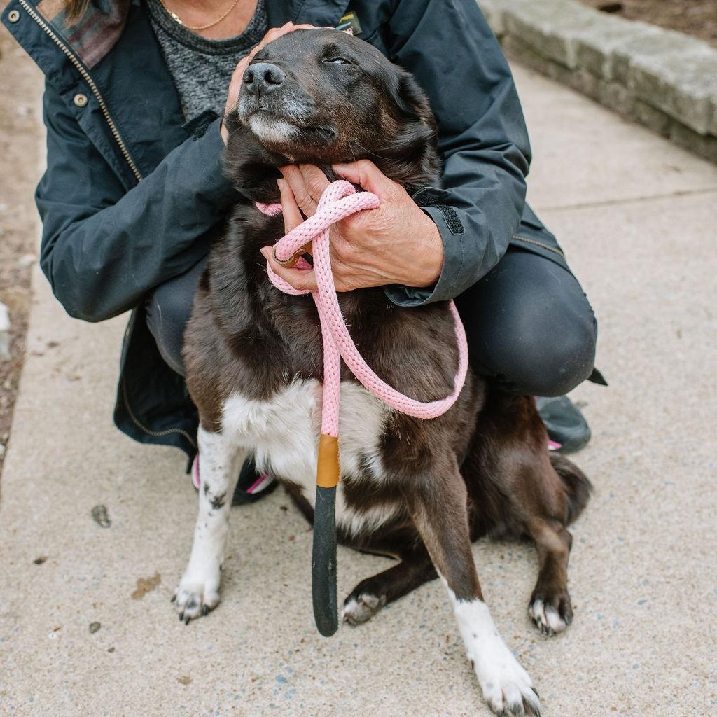 Enlarge Tilly, a Adoptable mixed breed in Chester Springs, PA image 6/6