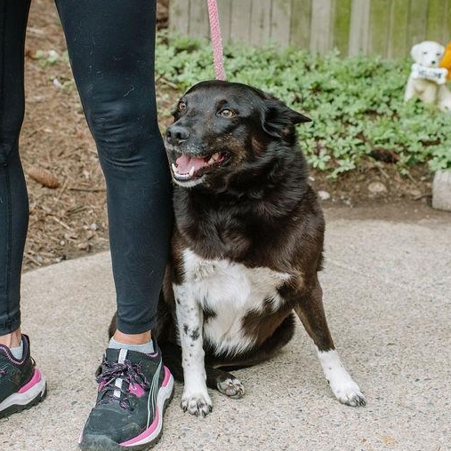 Enlarge Tilly, a Adoptable mixed breed in Chester Springs, PA image 2/6