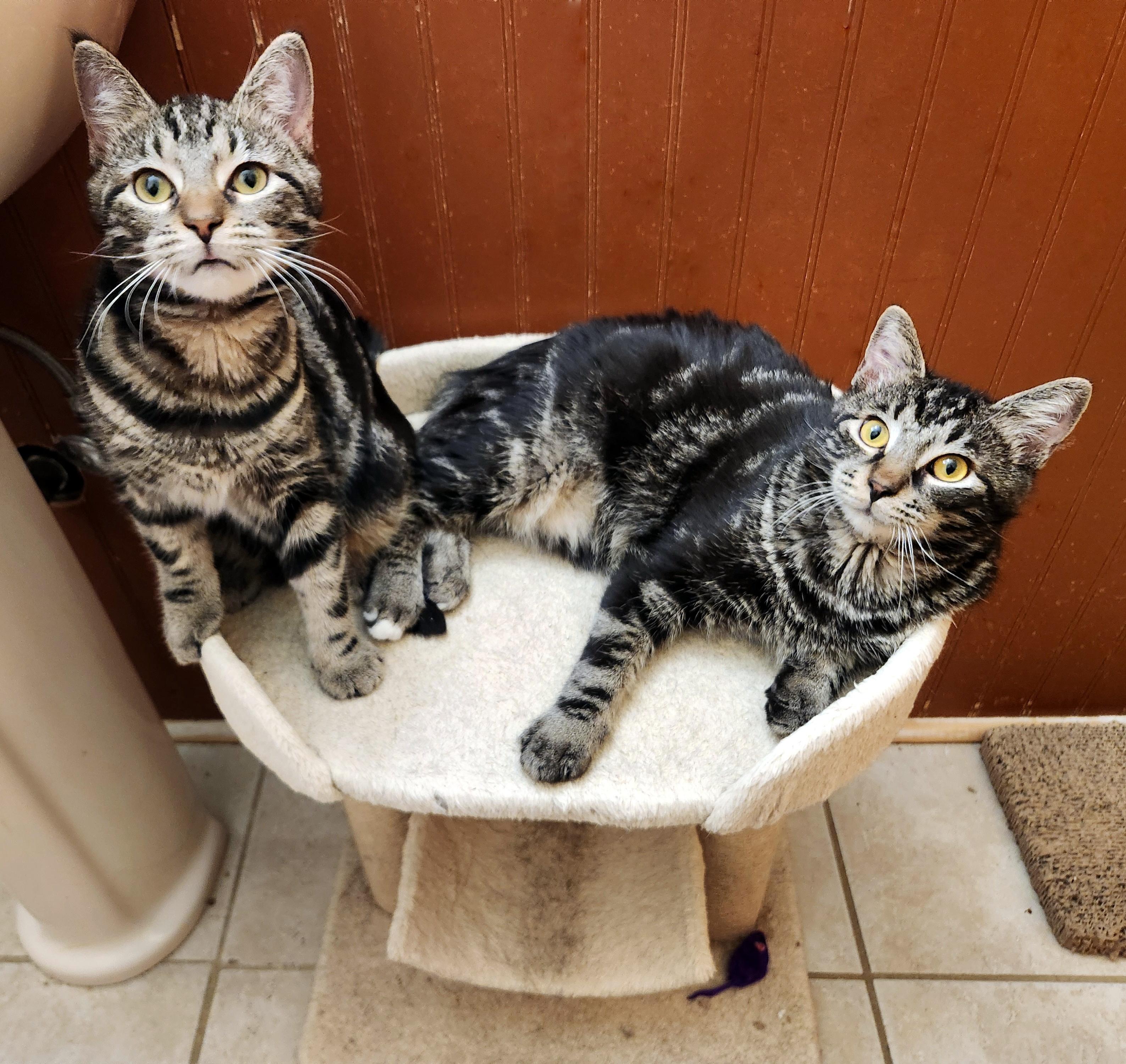 Enlarge Scotch & Brandy, an adoptable Domestic Short Hair in Pittsburgh, PA image 1/3