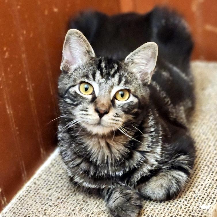 Enlarge Scotch & Brandy, an adoptable Domestic Short Hair in Pittsburgh, PA image 2/3