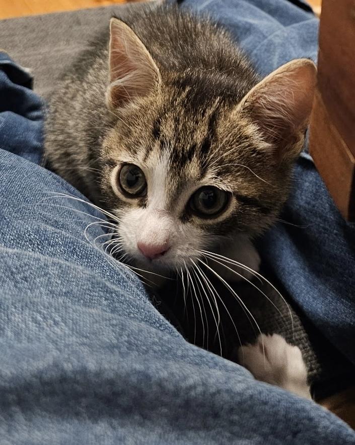 Cerulean Sea: Talia, Adoptable, Kitten Male Tabby.
