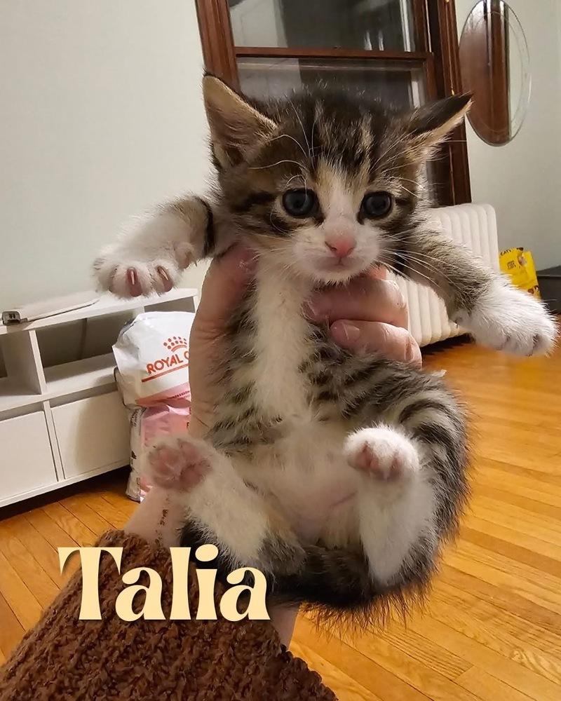 Cerulean Sea: Talia, a Adoptable mixed breed in Warren, CT image 2/6
