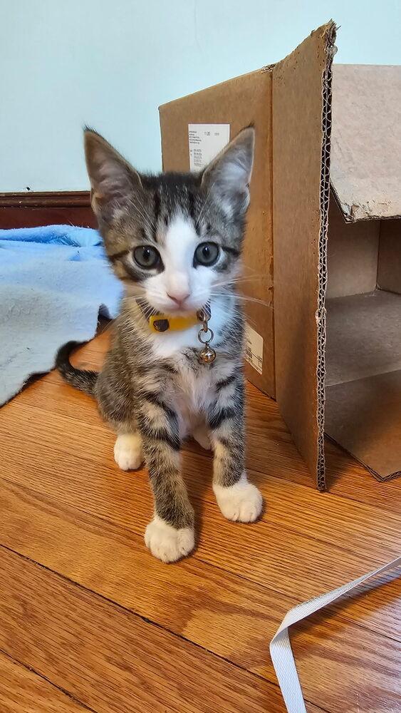 Cerulean Sea: Talia, a Adoptable mixed breed in Warren, CT image 3/6