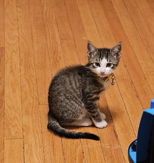 Cerulean Sea: Talia, a Adoptable mixed breed in Warren, CT image 4/6