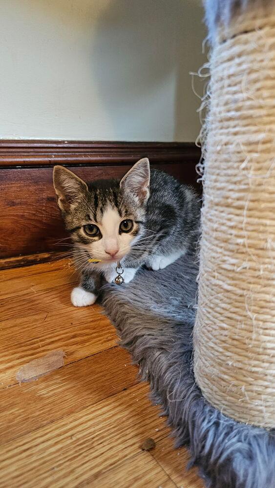 Cerulean Sea: Talia, a Adoptable mixed breed in Warren, CT image 5/6