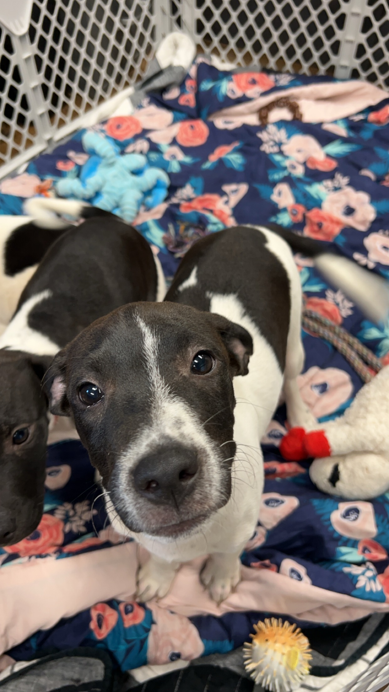 Dog for adoption Charlie, a Black Labrador Retriever Mix in Boonville