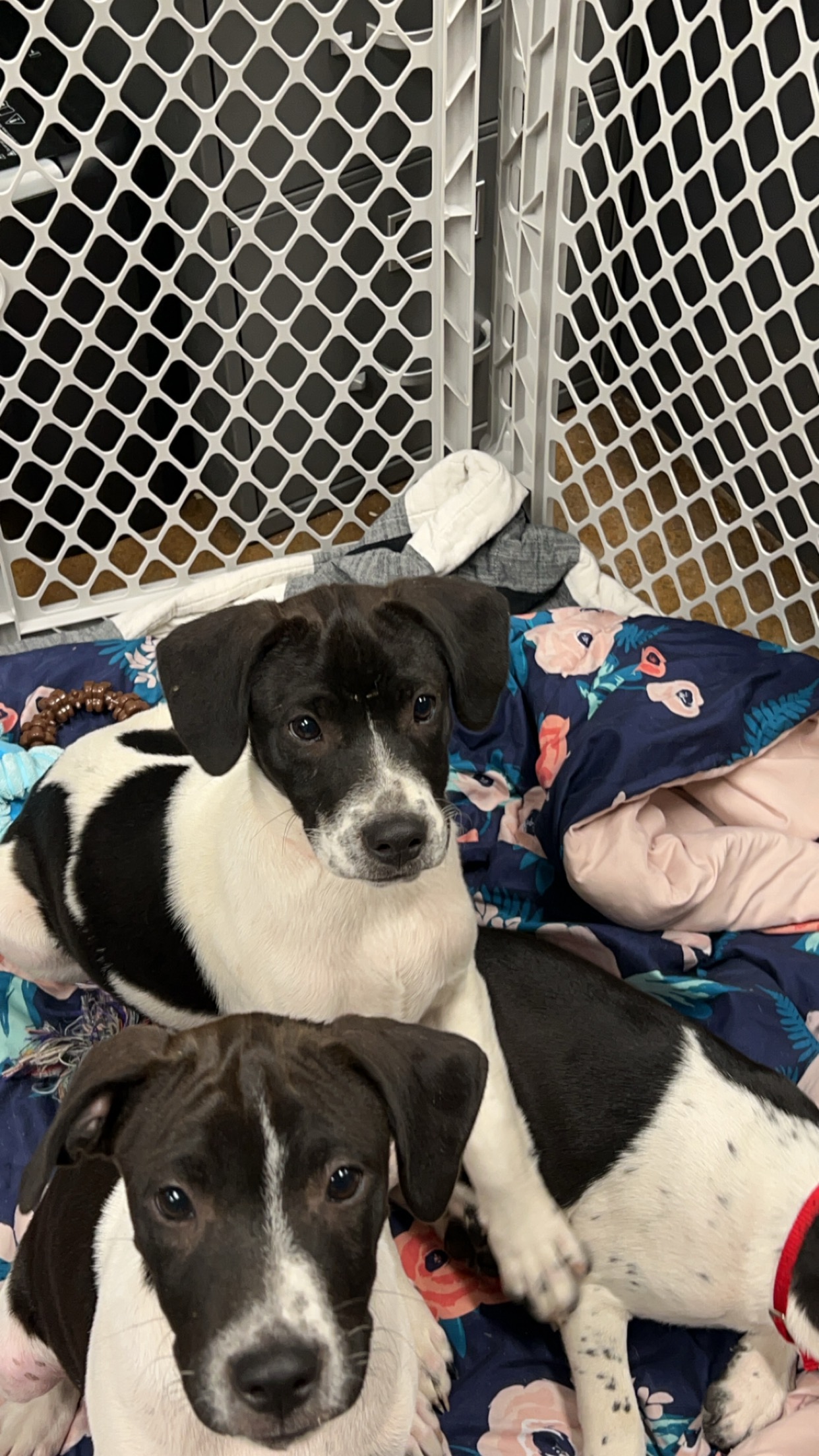 Dog for adoption Lighting, a Black Labrador Retriever Mix in
