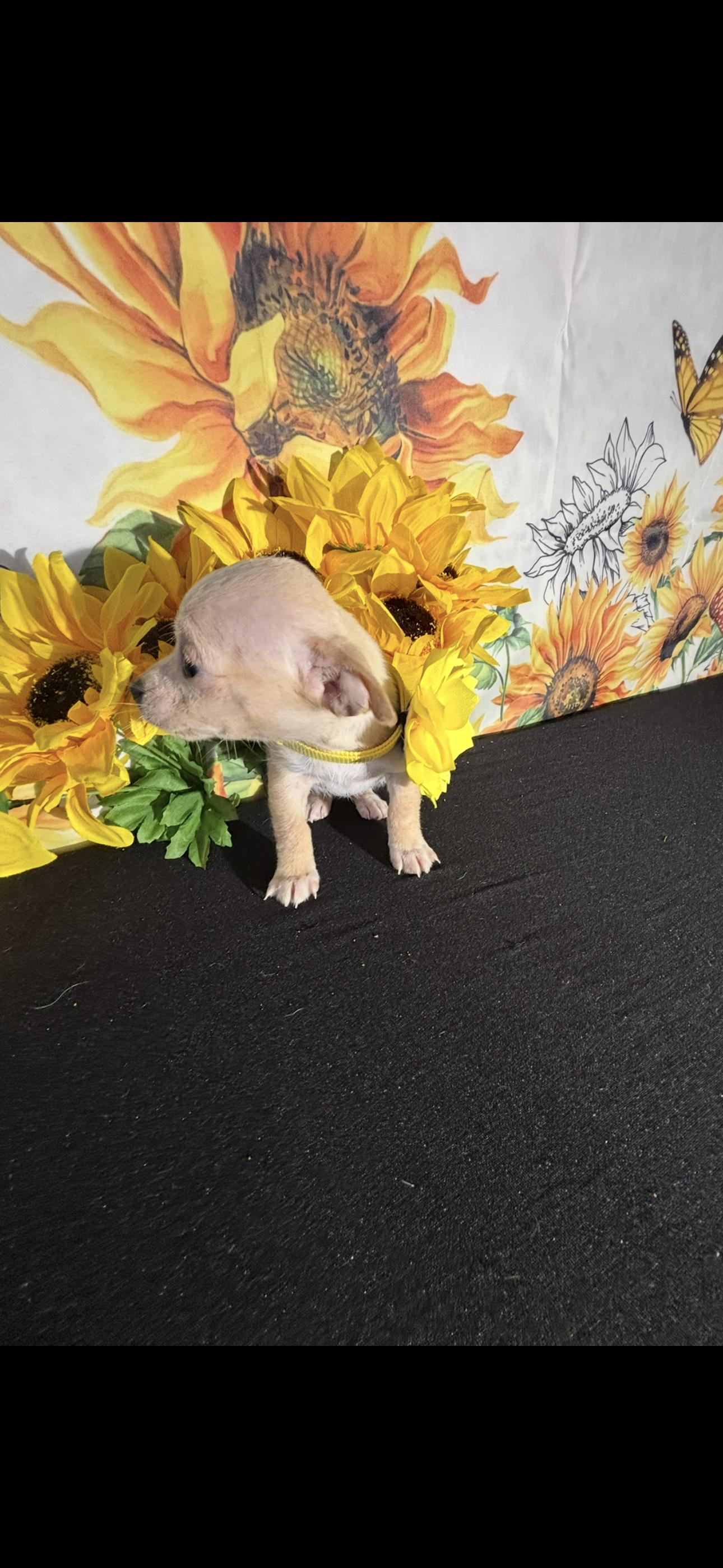 Kailani , an adopted Chihuahua in Cottonwood, CA image 2/6