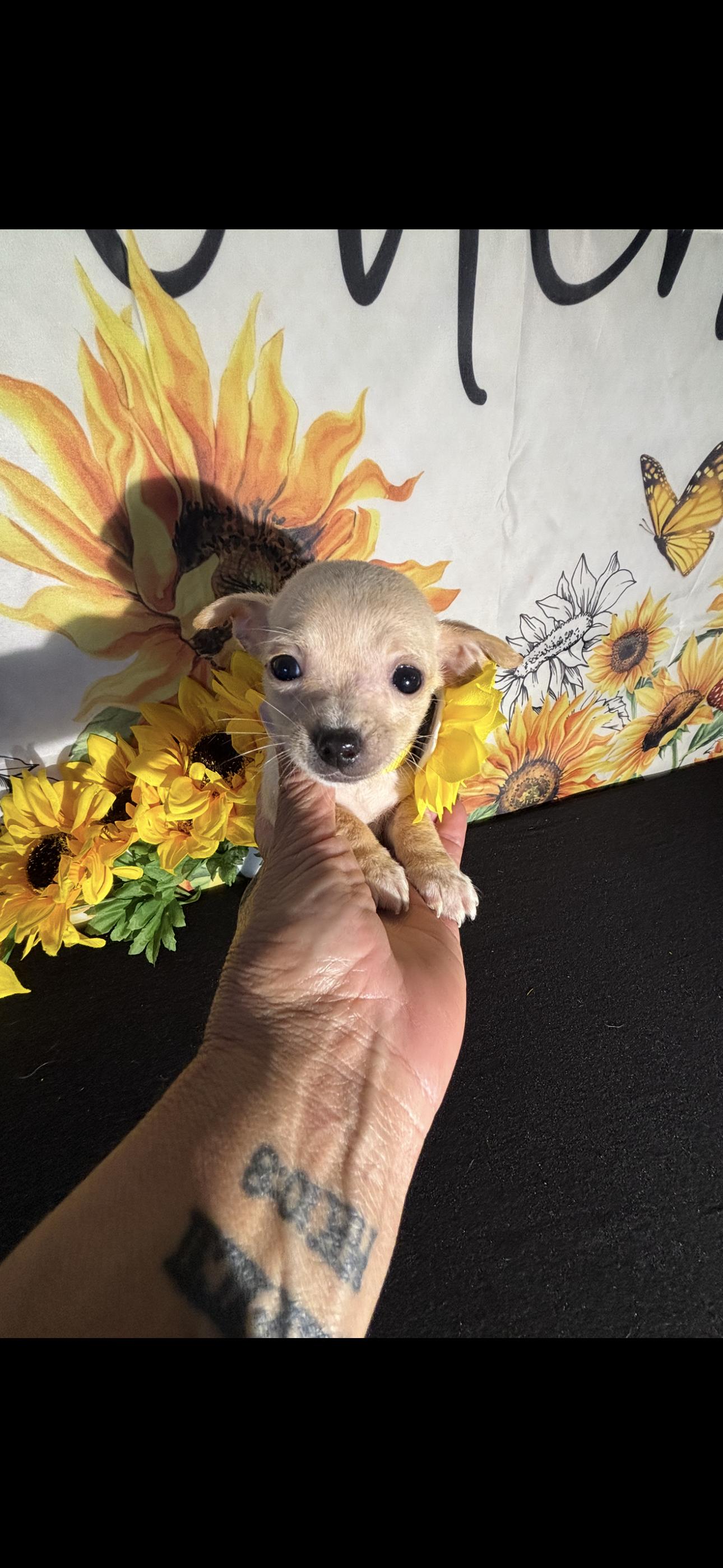 Kailani , an adopted Chihuahua in Cottonwood, CA image 4/6