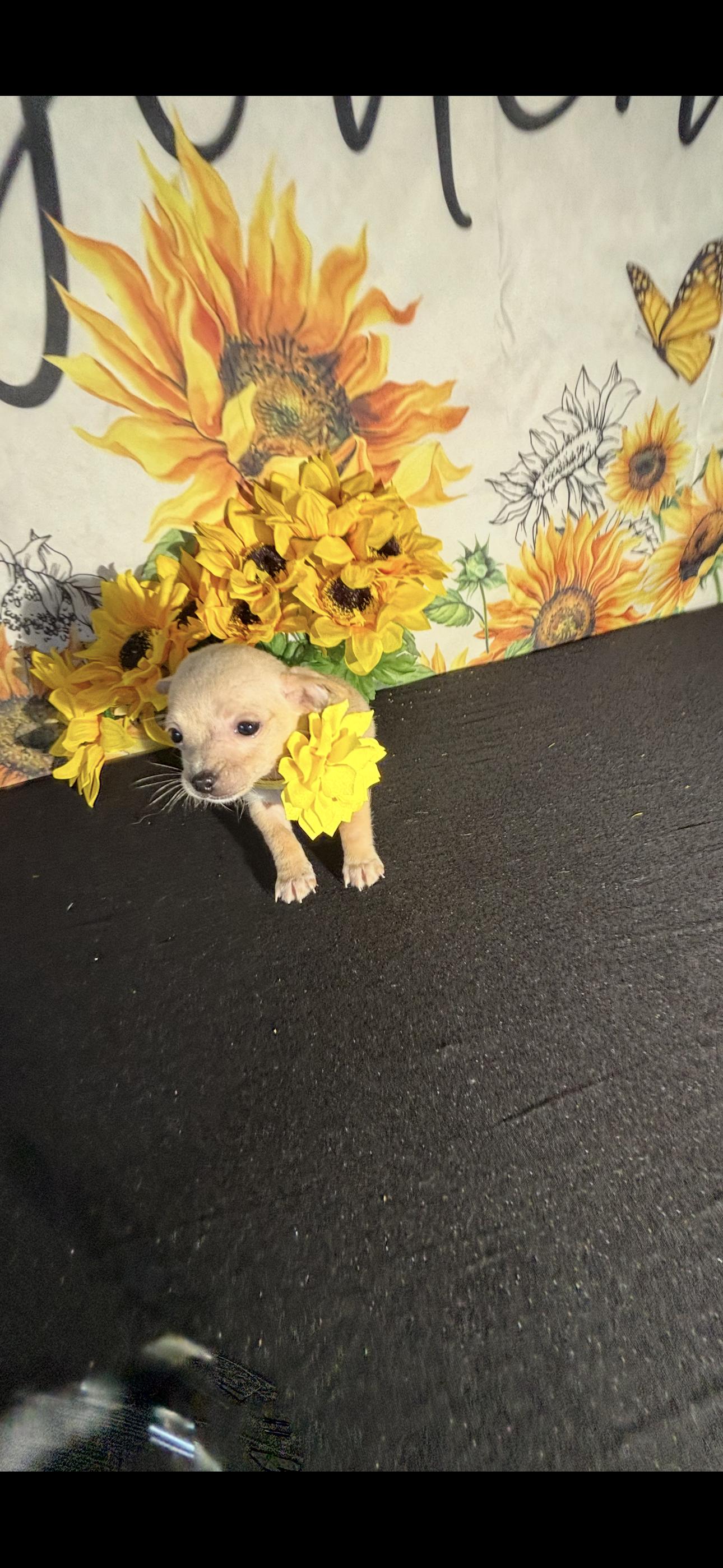 Kailani , an adopted Chihuahua in Cottonwood, CA image 3/6