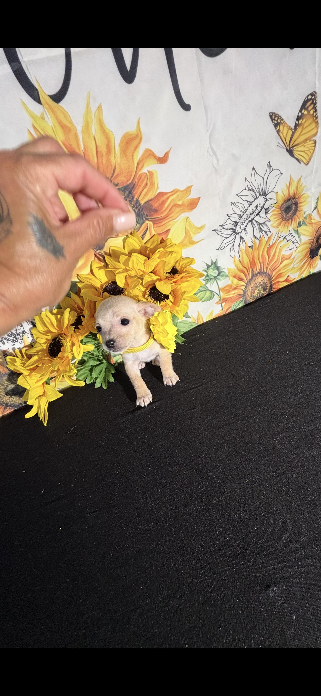 Kailani , an adopted Chihuahua in Cottonwood, CA image 5/6