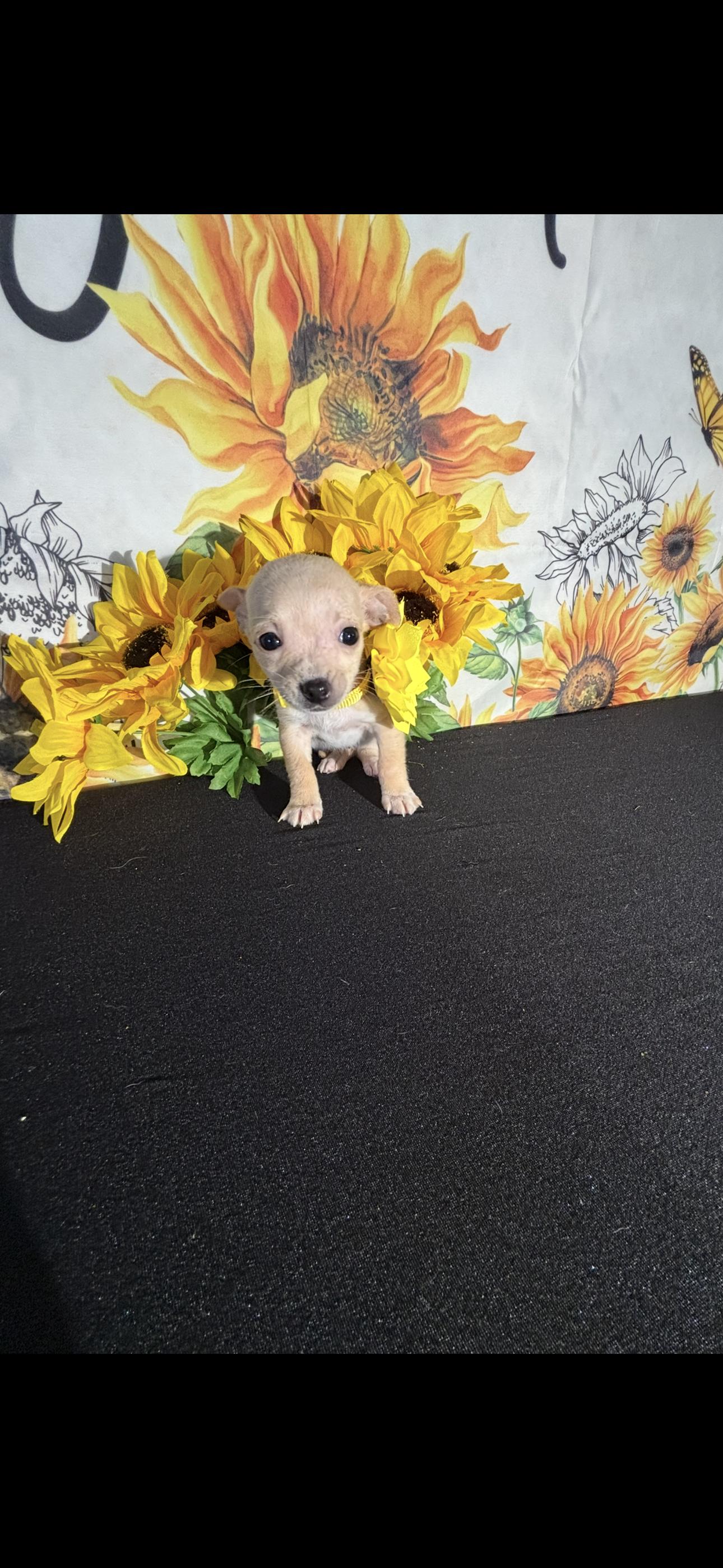 Kailani , adopted, Puppy Female Chihuahua.