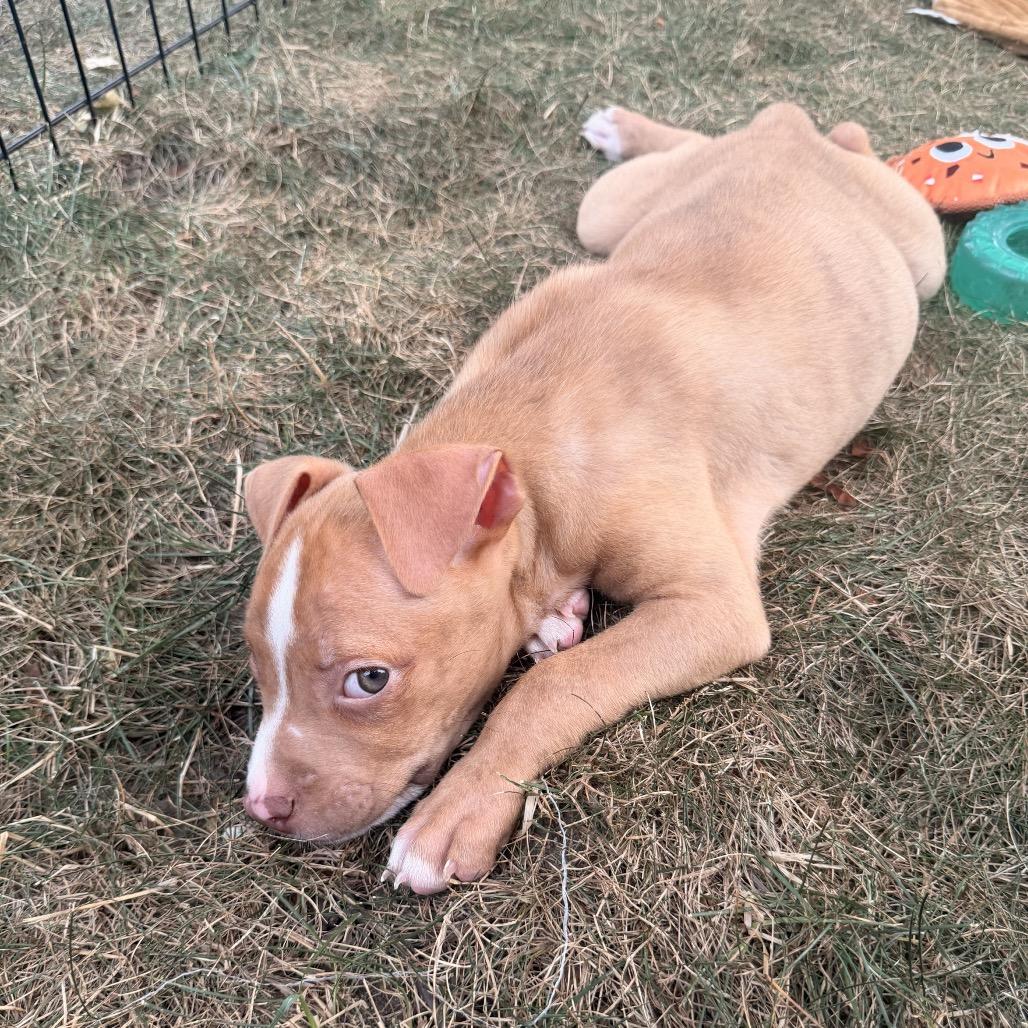 Mack, Adoptable, Puppy Male Pit Bull Terrier & Mixed Breed.