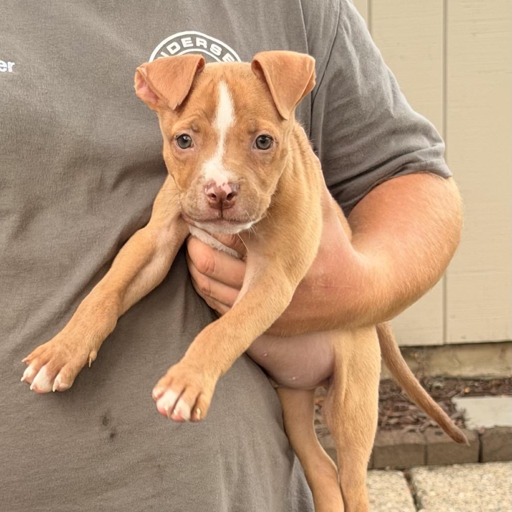 Mack, a Adoptable mixed breed in Northville, MI image 2/6