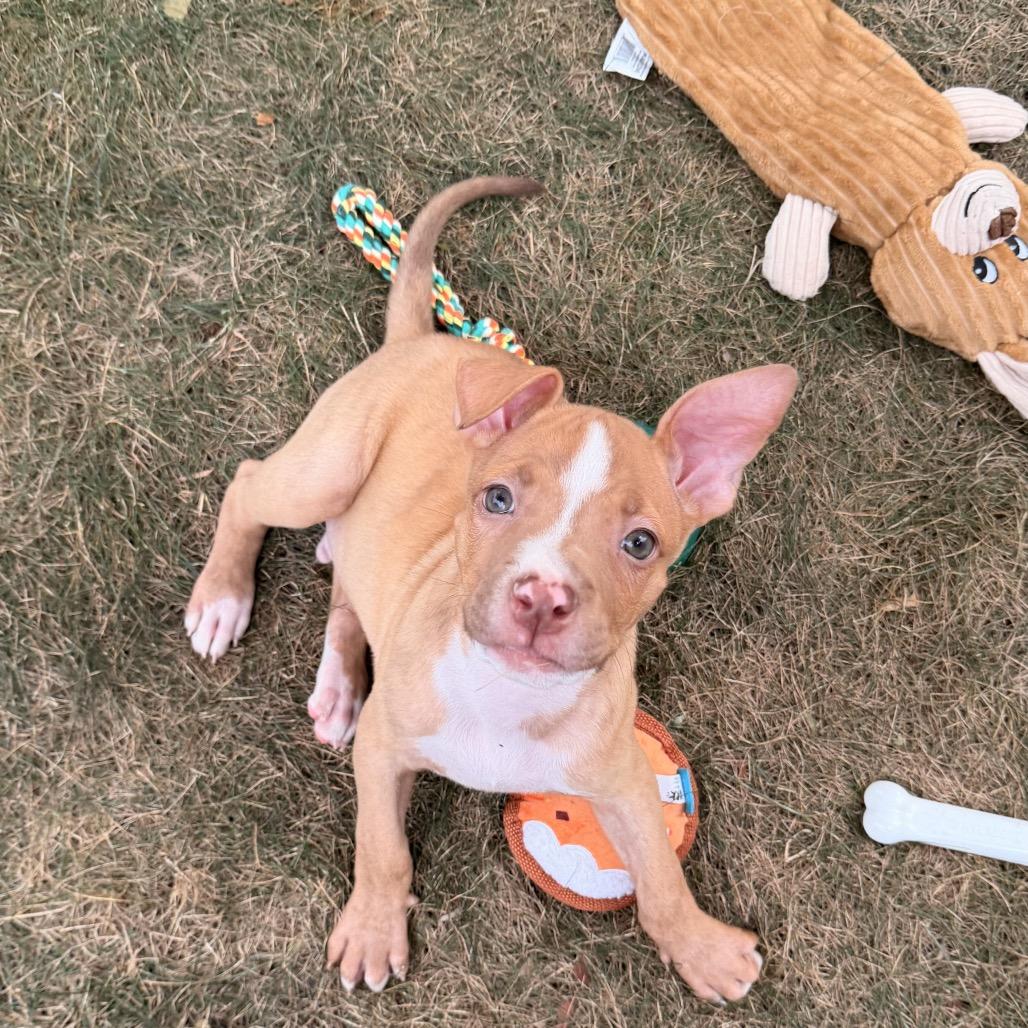 Mack, a Adoptable mixed breed in Northville, MI image 4/6