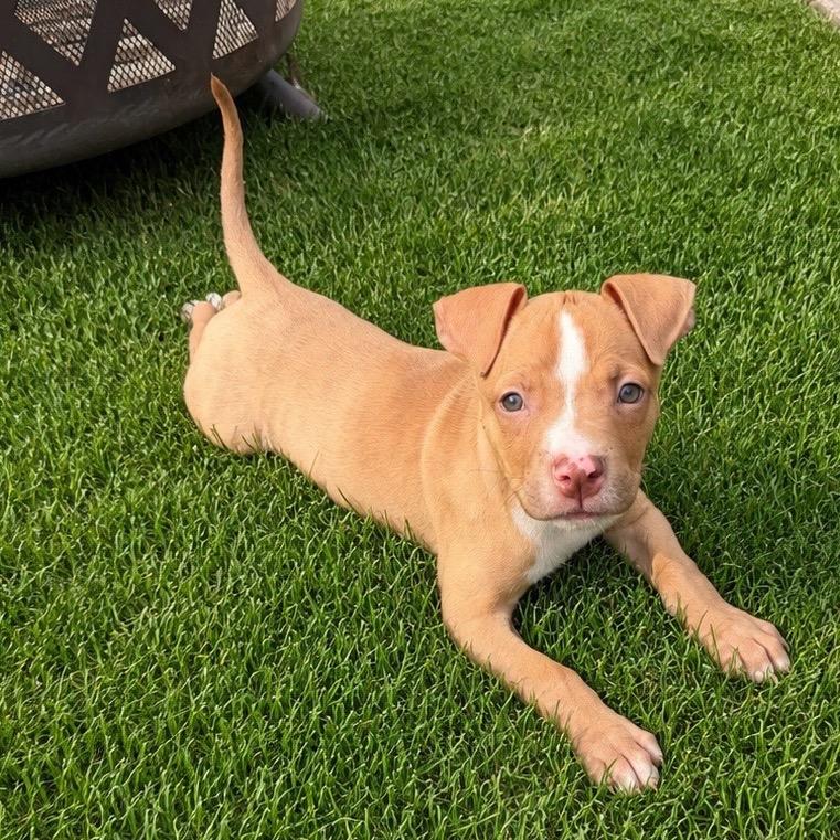 Mack, a Adoptable mixed breed in Northville, MI image 5/6