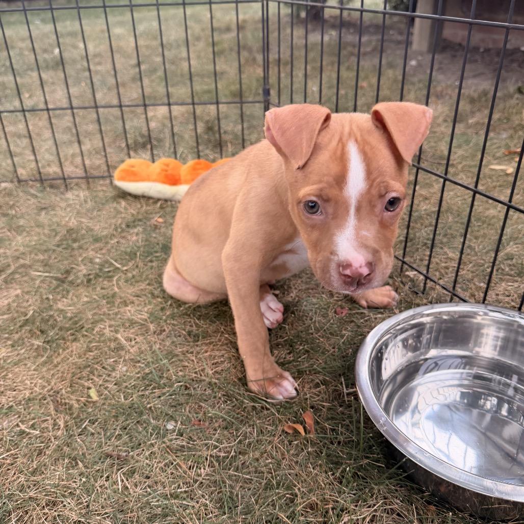 Mack, a Adoptable mixed breed in Northville, MI image 6/6