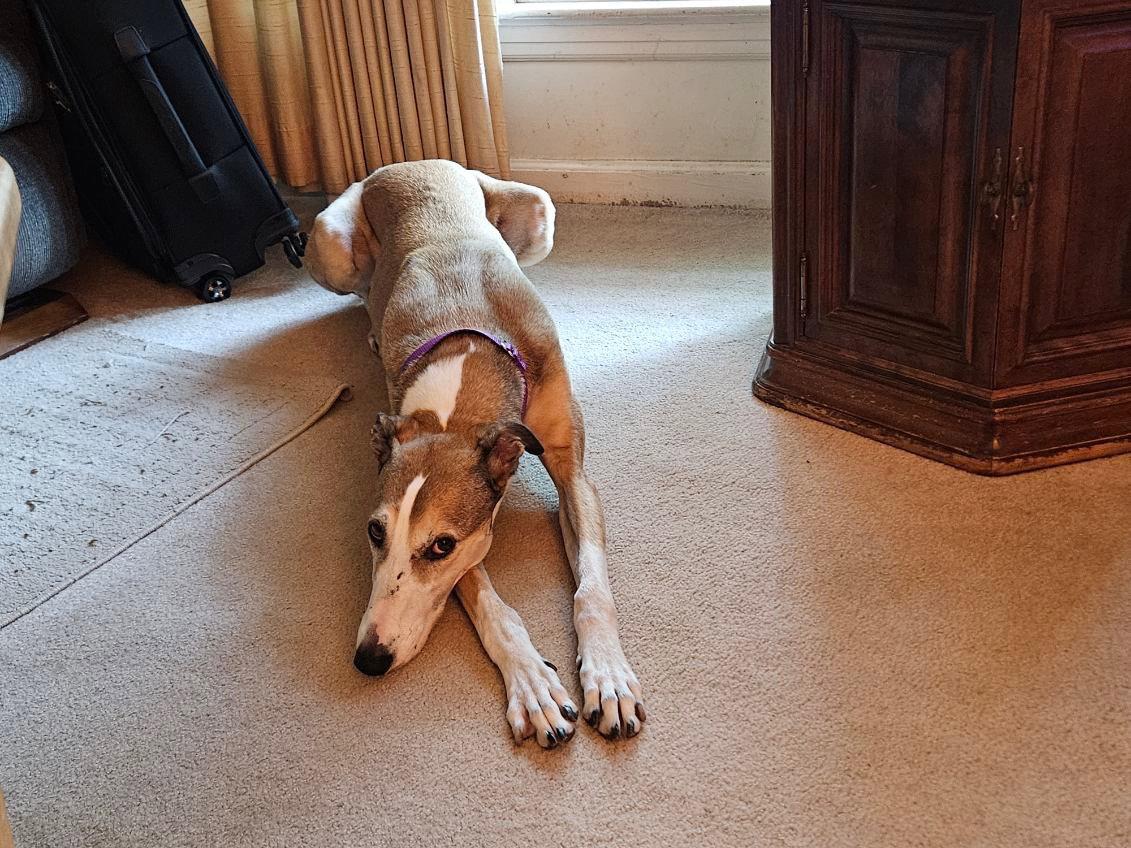 Billie, Adoptable, Adult Female Hound.