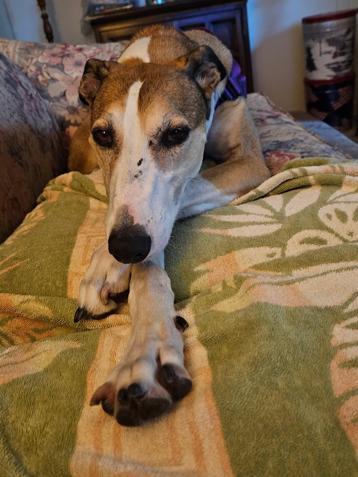 Billie, a Adoptable Hound in Kansas City, MO image 2/3