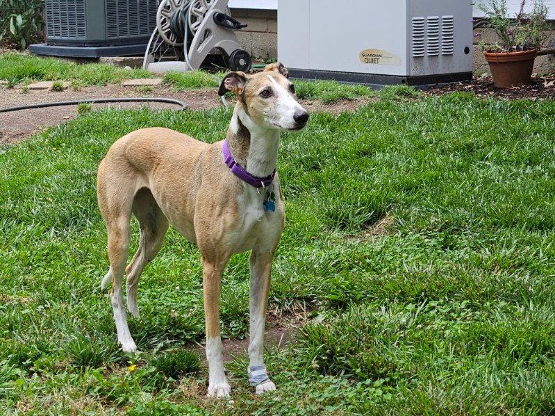Billie, a Adoptable Hound in Kansas City, MO image 3/3