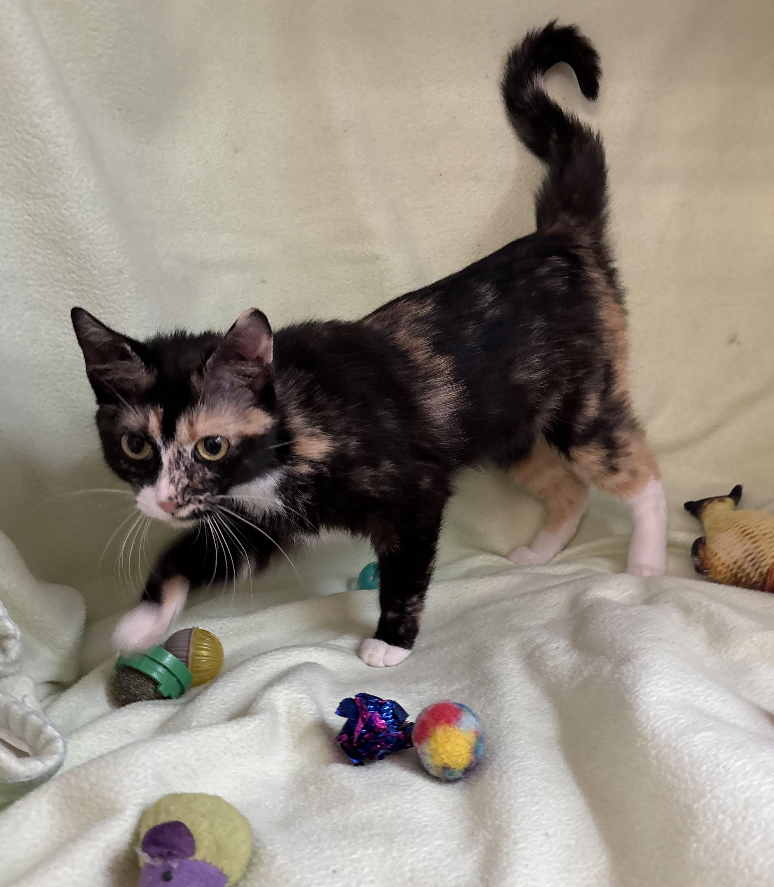 Chamomile, an adoptable Domestic Short Hair in Torrington, WY, 82240 | Photo Image 2