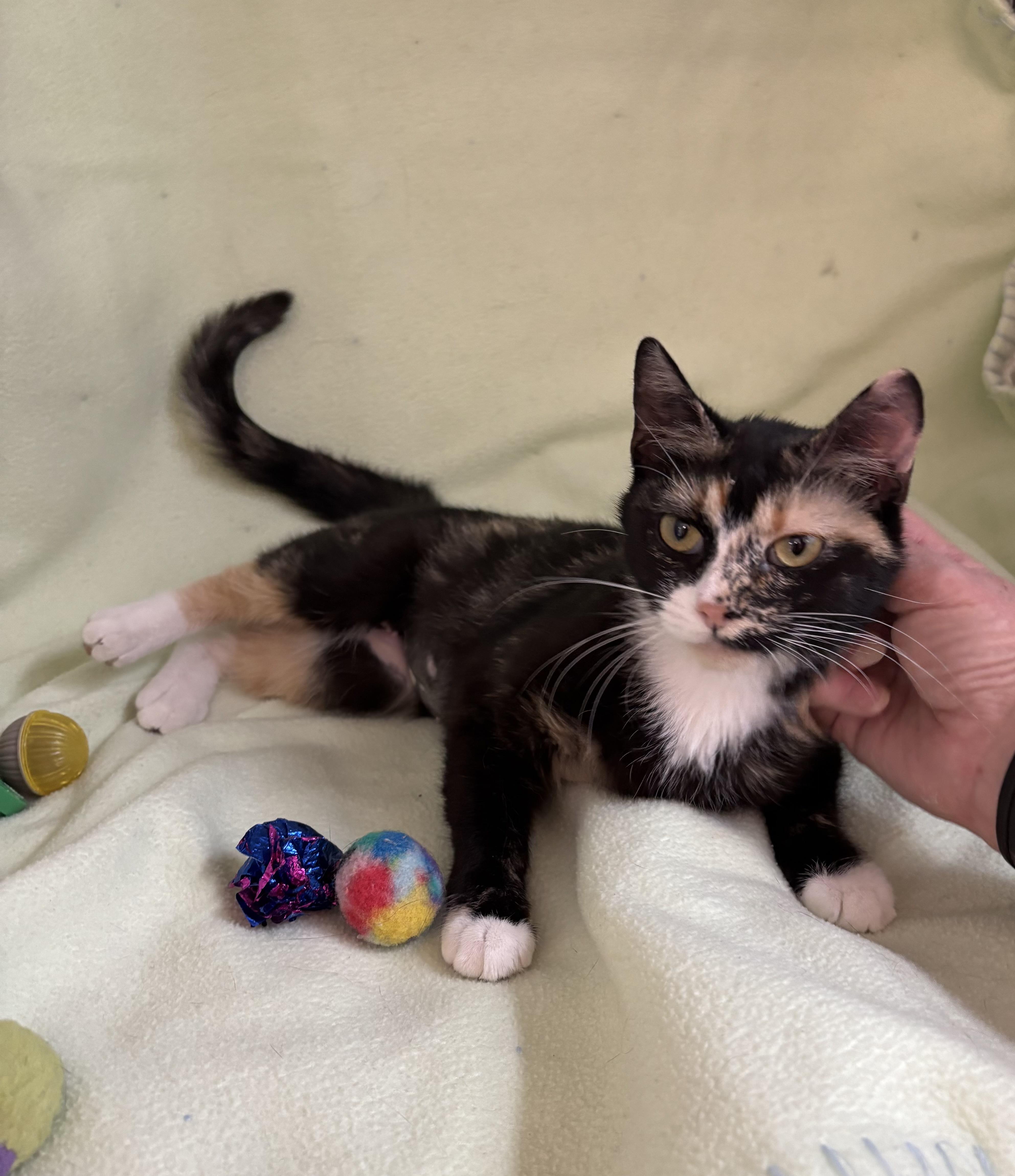 Chamomile, an adoptable Domestic Short Hair in Torrington, WY, 82240 | Photo Image 4