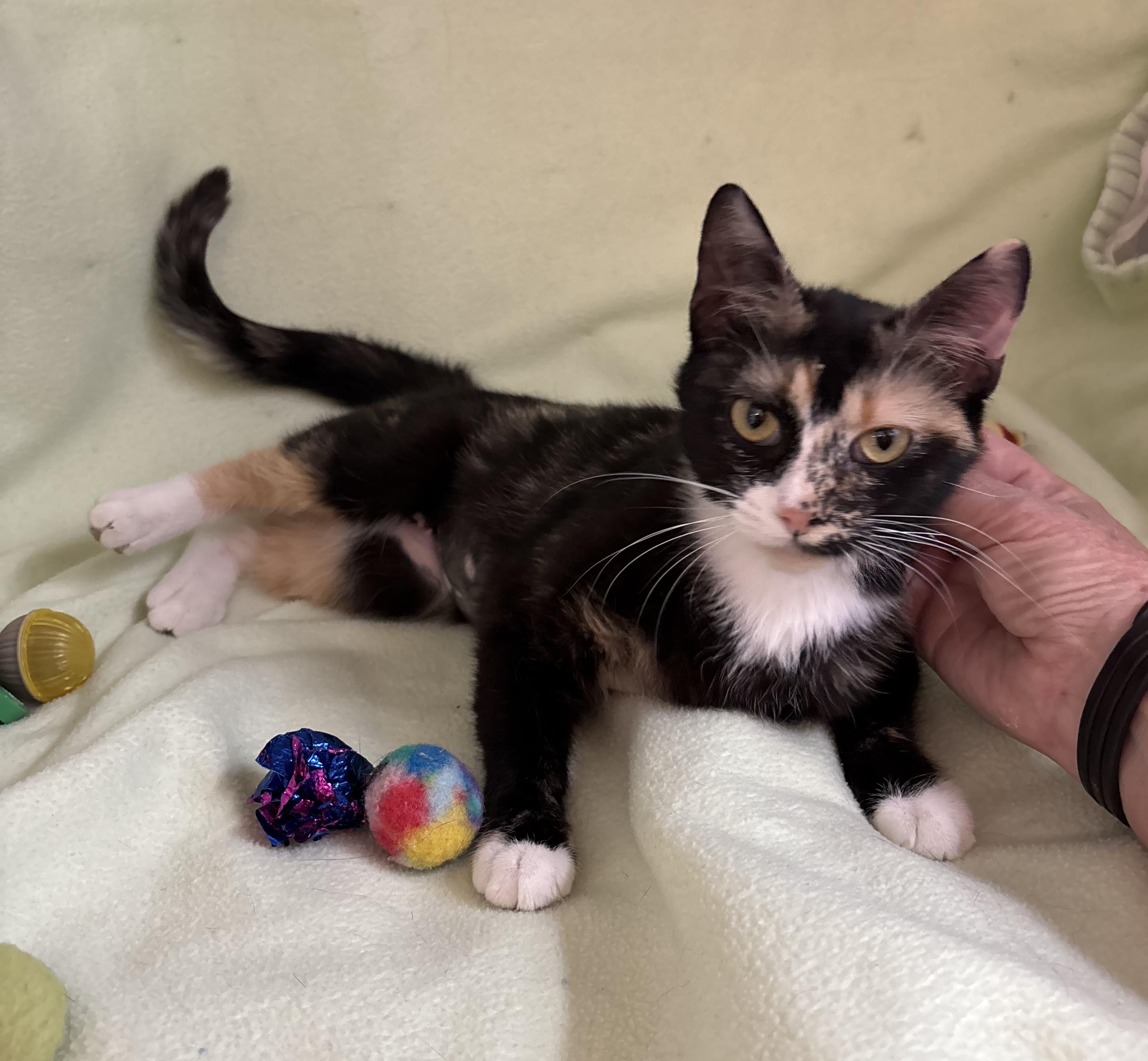 Chamomile, an adoptable Domestic Short Hair in Torrington, WY, 82240 | Photo Image 1