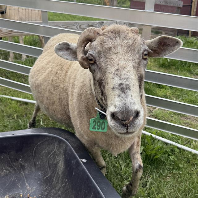 RAMBO, Adoptable, Young Male Sheep.