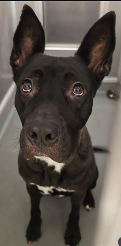 Artemis, ADOPTABLE, Adult Female Shepherd & Bull Terrier.
