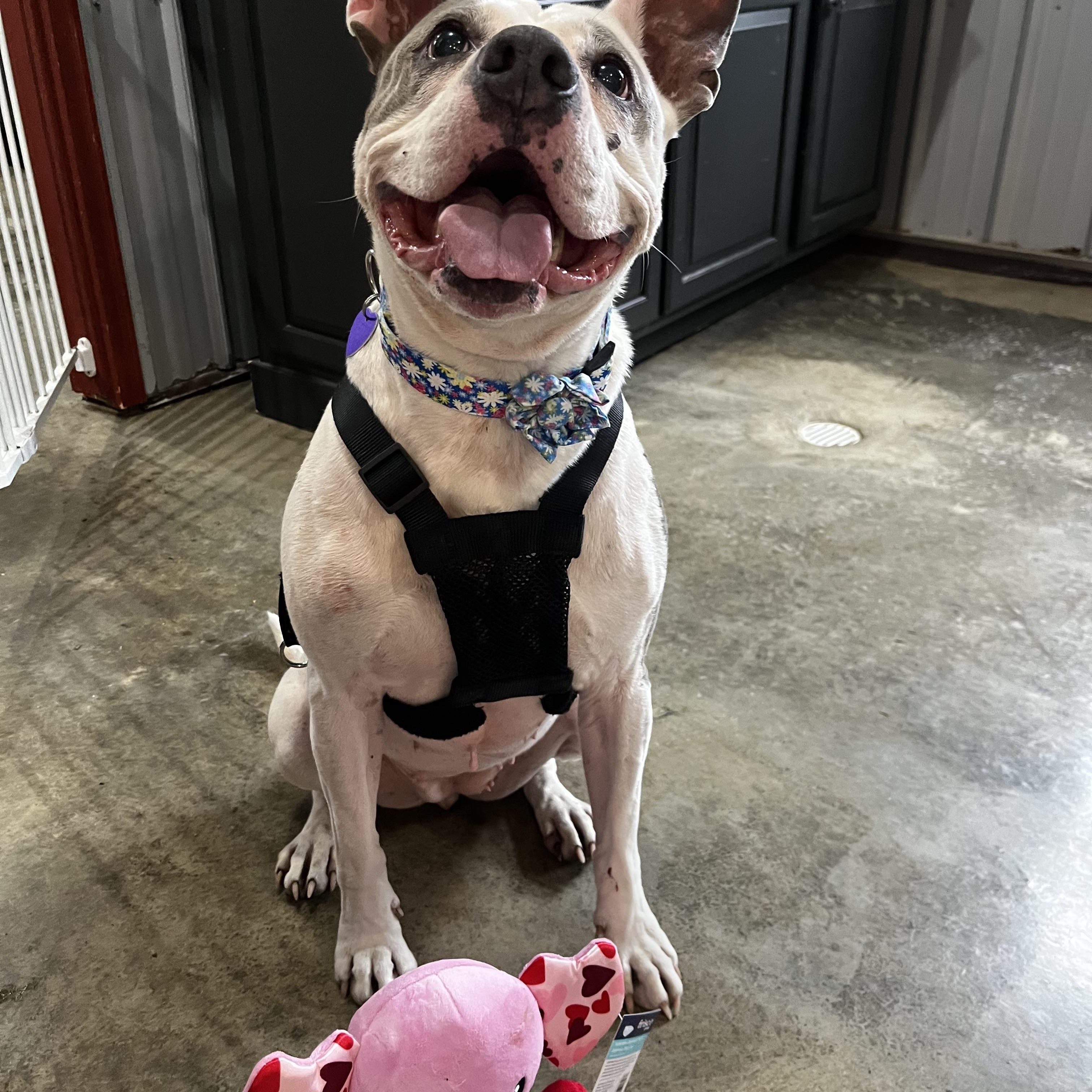 Enlarge Gypsy, a Adoptable Pit Bull Terrier in North Vernon, IN image 1/5