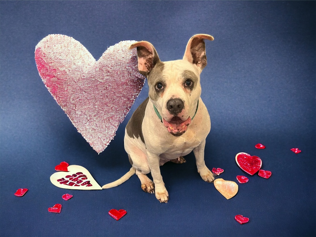Enlarge Gypsy, a Adoptable Pit Bull Terrier in North Vernon, IN image 2/5