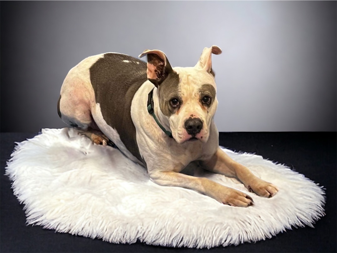 Enlarge Gypsy, a Adoptable Pit Bull Terrier in North Vernon, IN image 3/5